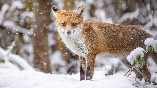 BBC纪录片赏冬第14季聚焦冬日英伦野生动物