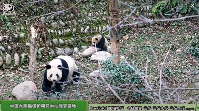 大熊猫云朵与仔仔2026年1月22日亮相