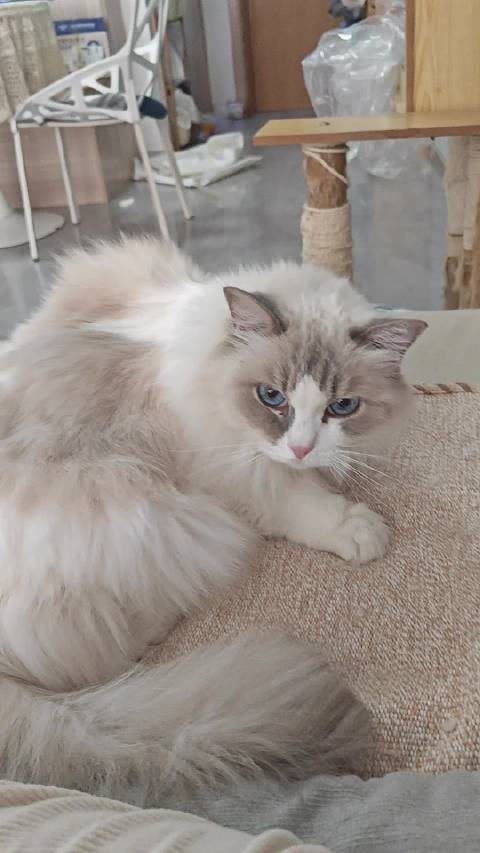 冬天化身雷神小猫被电怕黄仔见主人哆嗦