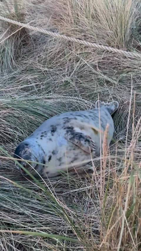 防止你没有看过人和海豹吵架