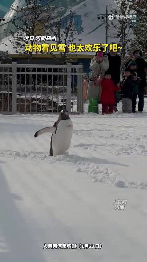 企鹅海豹老虎雪中撒欢，动物初雪集体狂欢