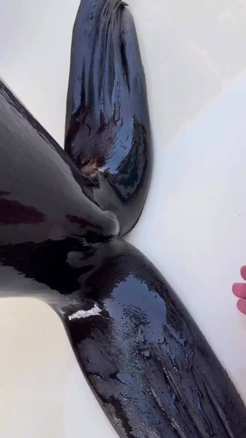 海豹：你这么没有距离感吗？