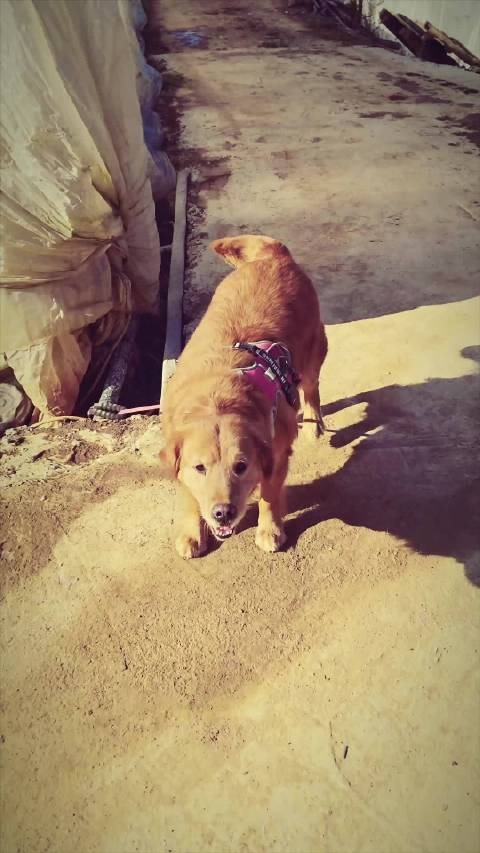 在线冲浪，终于遇到你啦！然然快看我家的小金毛