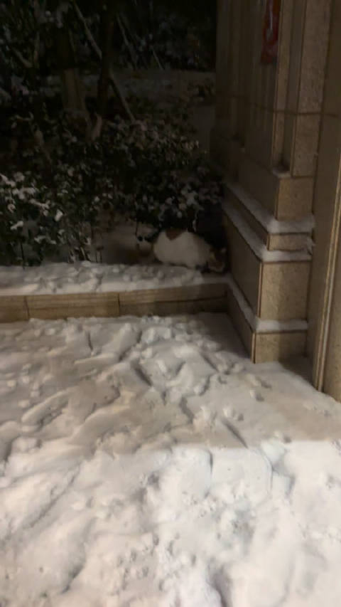带仔仔踏雪遇到的小流浪 上去给他拿了猫粮下来
