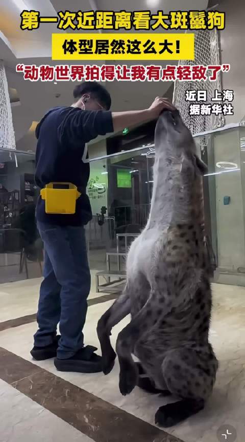 网友惊叹首次发现某动物体型远超预期