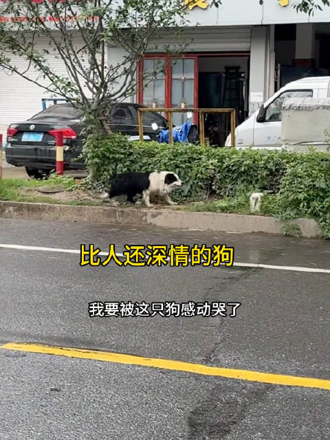 现实版《忠犬八公》，我记得不是说狗是色盲分不清颜色吗？
