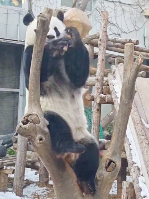 萌兰手持大锤子，这是想锤玻璃越狱吗？么么儿牙口挺好的哦