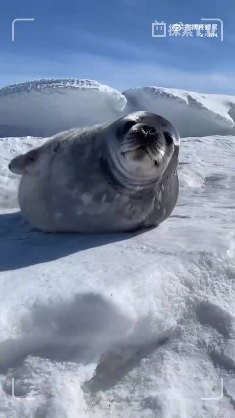 愿你新的一年好运“豹”棚！晚安
