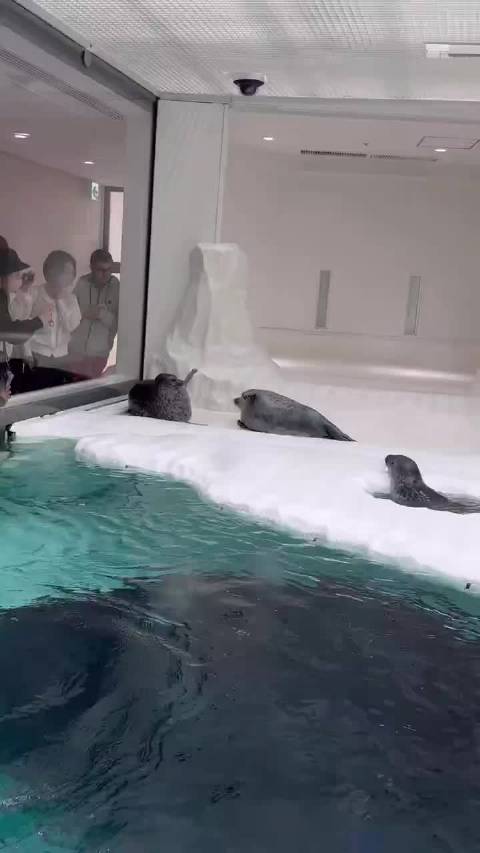 观看和平的海豹打架