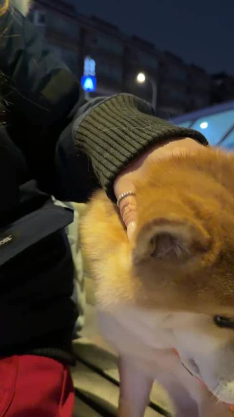 变土狗！变海豹兔子和土狗，哈哈哈