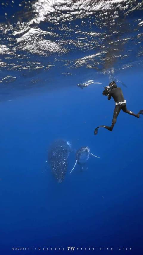 被鲸鱼肘击海豹:这我熟啊