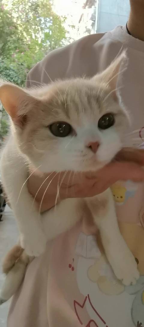 英国短毛猫，仔仔 蹲新家，性格很好，很活泼