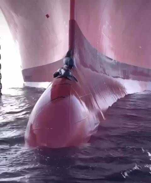 海狮跳上大船的球鼻艏