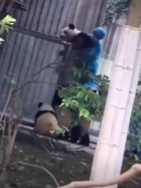 小萌兰翻墙越狱被游客抓拍，梅梅赶来协助