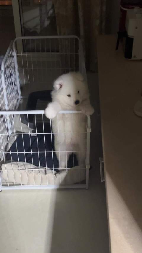 越狱被发现我宝宝就这样笑