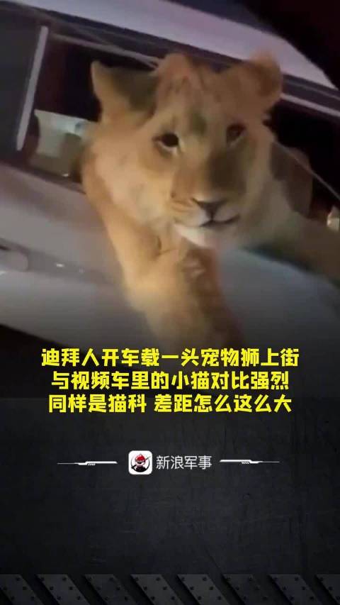 与视频车里的小猫对比强烈，同样是猫科，差距怎么这么大？
