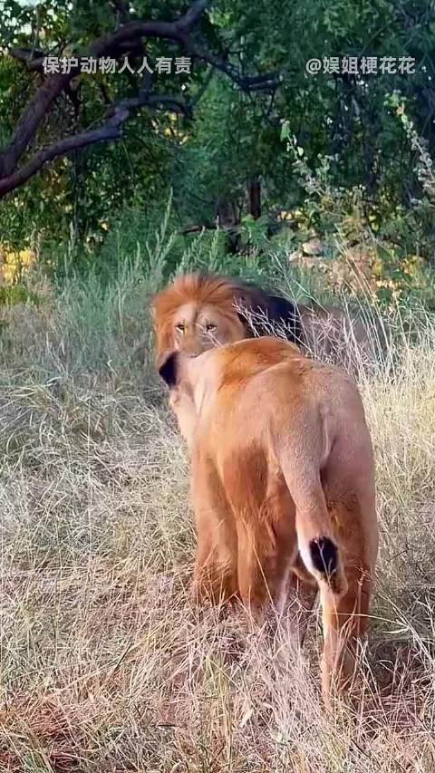 缇娅与大渥：一部动物世界里真实上演的BE美学 ！