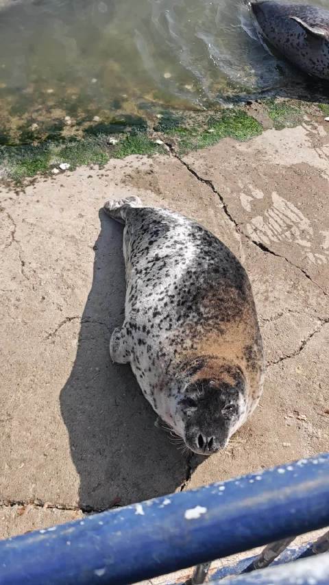 今天去看豹豹了 好开心 看到大海豹给小海豹喂奶 还摸到了豹豹 像马鬃毛刷子