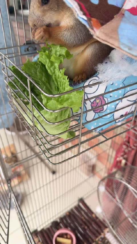 我简直要气死了，录的好好的，大哥一爪子扒拉笼子，吓得又越狱了