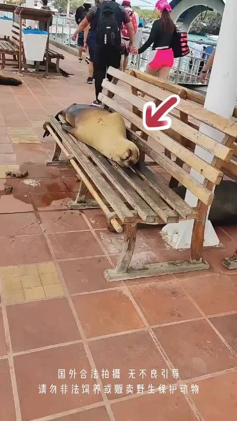 海狮为啥要跑到岸上来睡觉呢？