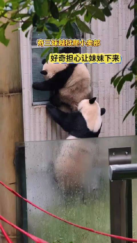 熊猫妈妈紧急撤回一个越狱 来源：米花数熊猫