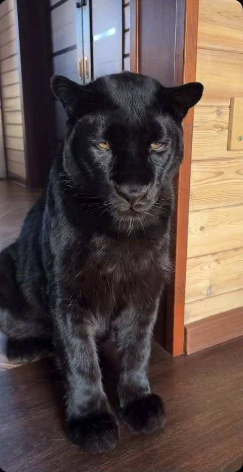 黑豹：我才不吃胡萝卜！