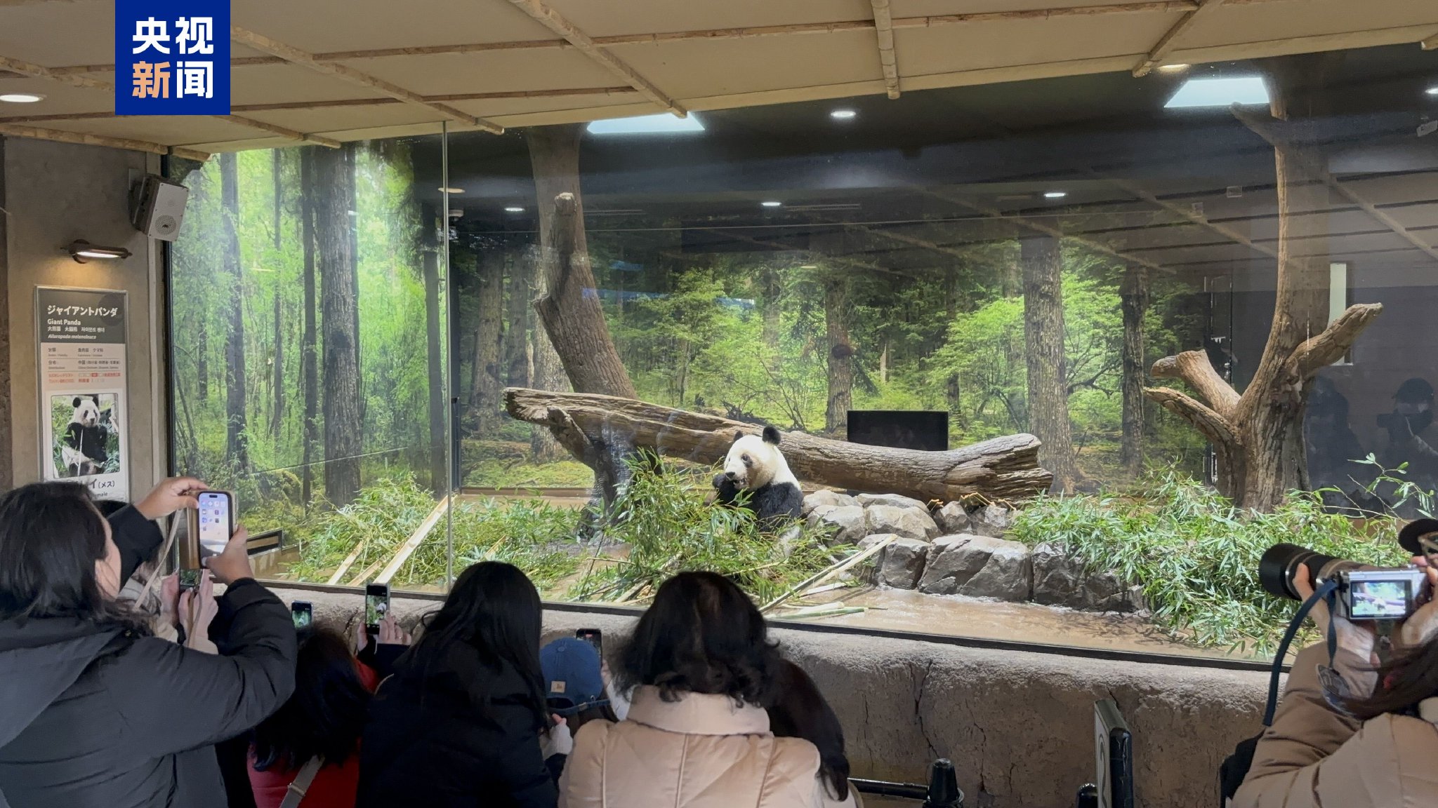 △遊客與大熊貓「蕾蕾」告別