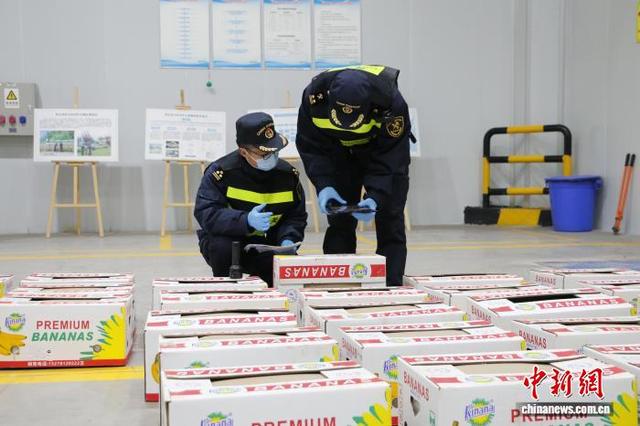 图为重庆海关所属重庆港海关关员对进口香蕉进行现场查验。重庆海关供图