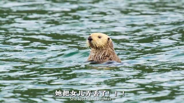 阿拉斯加海域幼海豹落水被潮汐卷走90米
