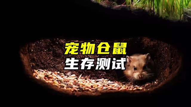 动物版楚门的世界，宠物店中的仓鼠可以在自然环境中生存吗