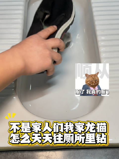 到底谁家龙猫不钻厕所？