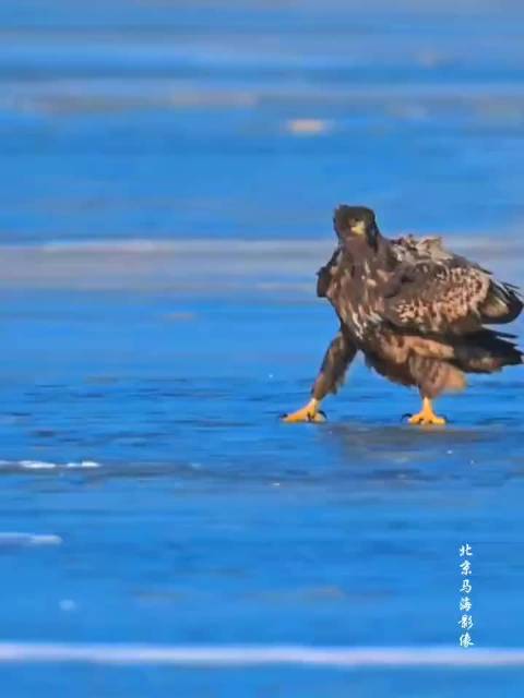 北京官厅水库惊现酷似神雕侠侣大雕