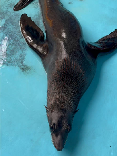 海茄子也会做噩梦