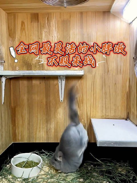 这小孩早晚学会恰恰