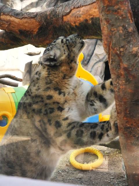 青海甘肃新疆等八省区有雪豹栖息，夏夏亮亮对话揭秘
