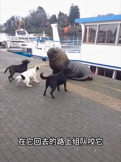 守规矩的南海狮，被人喜欢，却招狗子嫉妒 神奇动物 动物