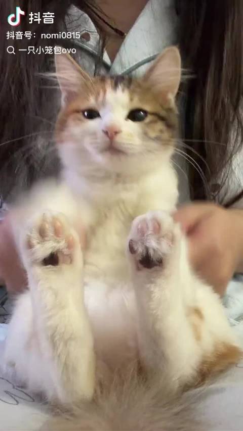 小薄荷海豹舞猫时候