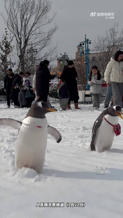 超开心！动物们遇见初雪有多快乐