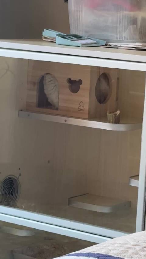 家里有个拆家大队长