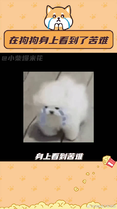 试验犬