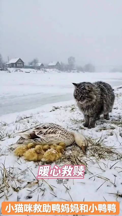 动物世界的暖心一幕：大雪纷飞的日子里，小猫咪救助鸭妈妈和小鸭鸭