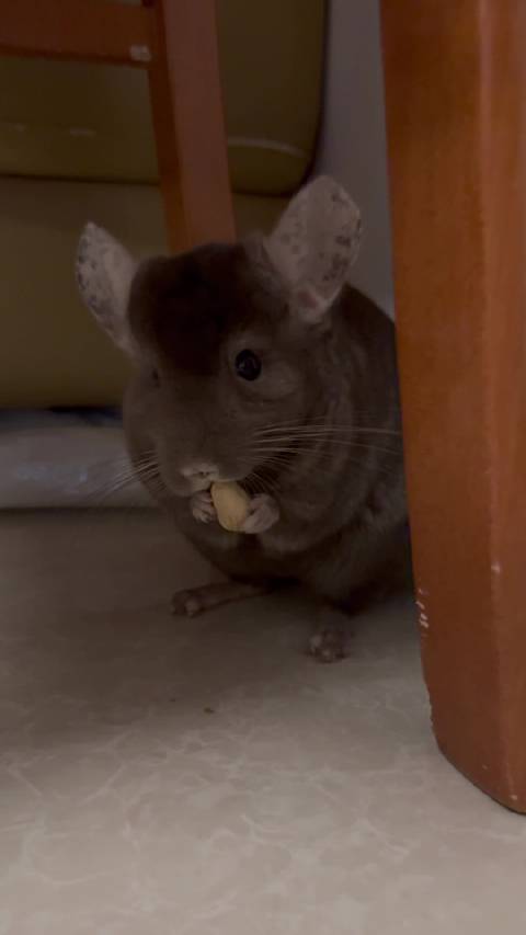 茄子品尝开心果纯享版视频