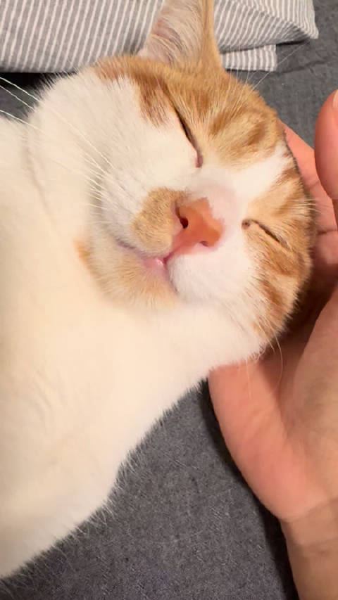 谁家的小拖拉机