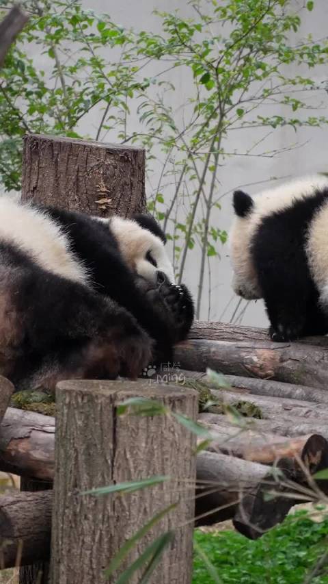 北川困倦中下意识搂紧宝宝显母爱