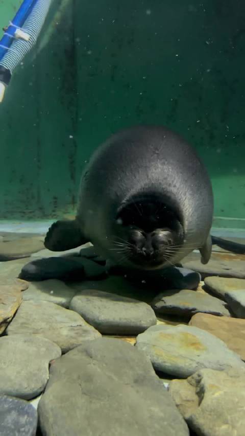 原子弹 海豹贝加尔湖海豹 Pusa sibirica YT: Резеда Ислямова