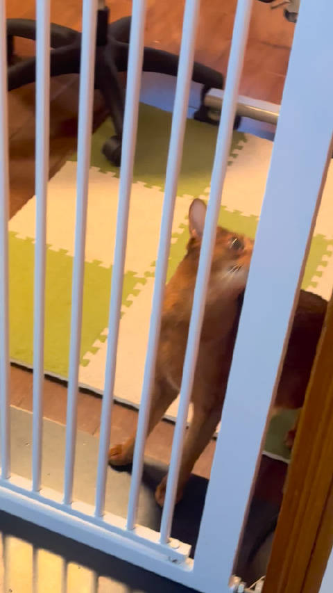 闻到虾味立马越狱