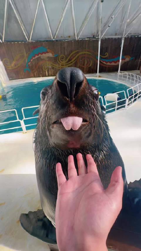 海狮界的情话高手 爱意都用舌头表达～海狮皇家海洋乐园很哇塞沈阳