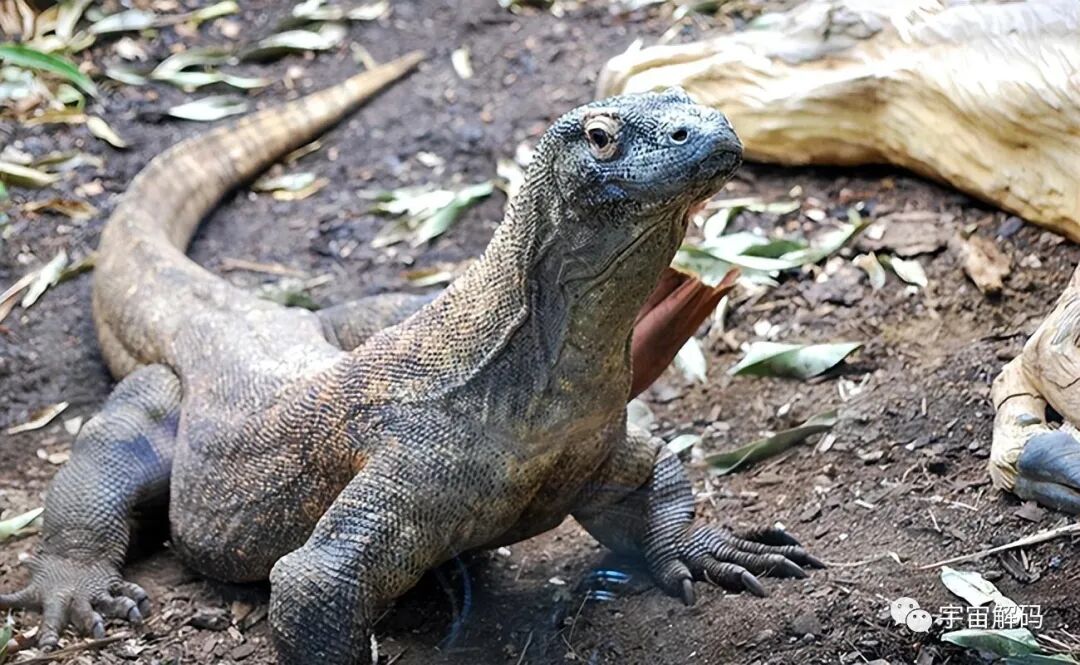 极度危险的七种动物,蠢萌蠢萌的河马竟然榜上有名