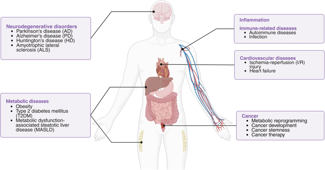 图 | 线粒体自噬相关人类疾病概述(来源: