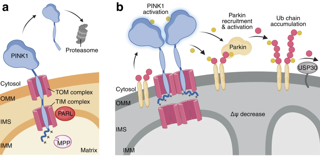图 | PINK1/Parkin 通路(来源: